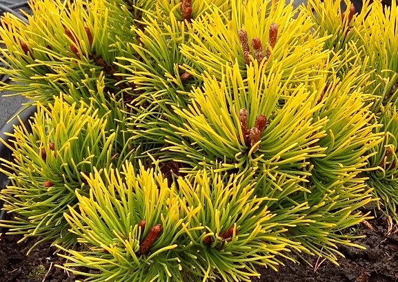 Сосна горная Литтл Голдстар штамб